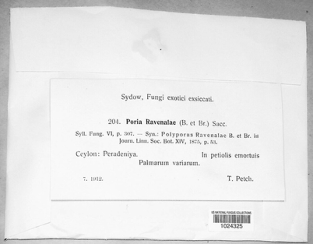 Poria ravenalae image